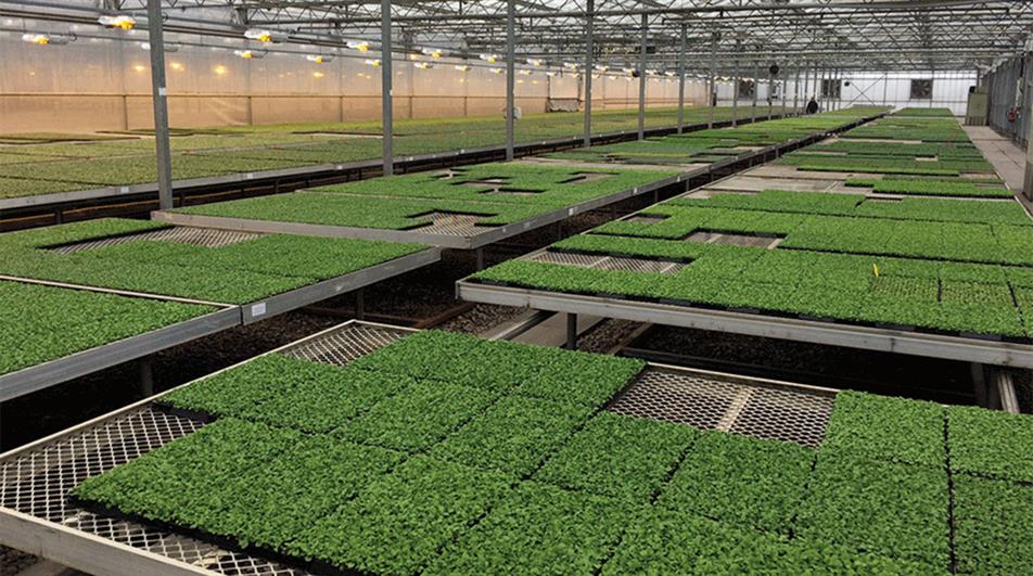Credit: Earley Ornamentals